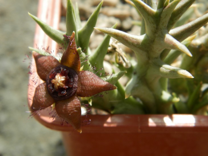 Orbea semota ssp  orientalis ES 21158