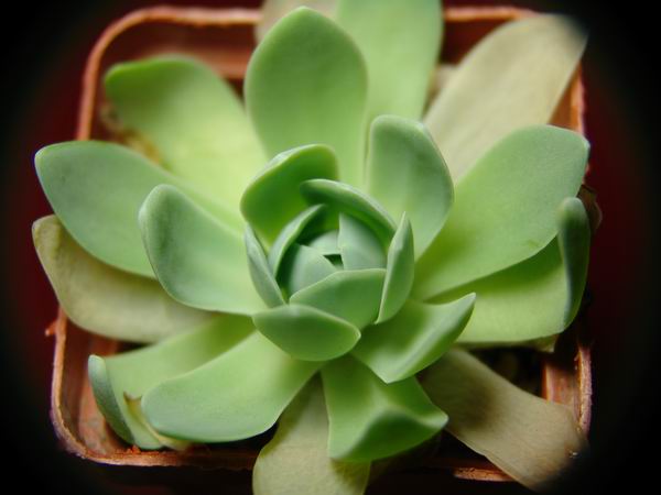 Orostachys iwarenge