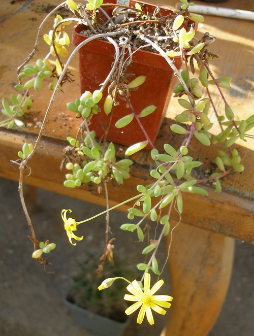 Othonna capensis