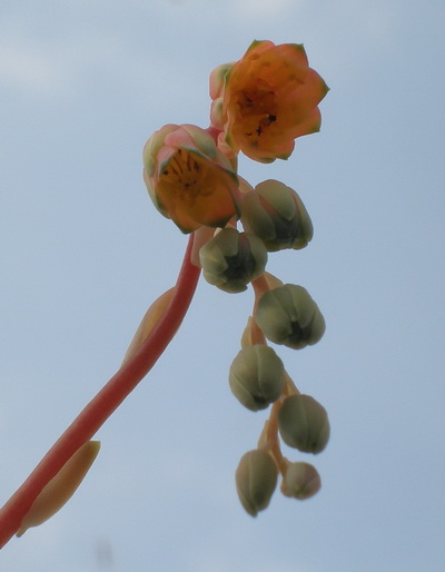 Pachyphytum compactum flower