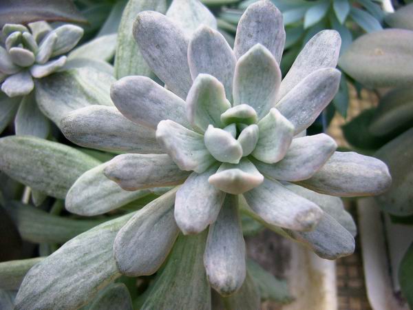 Pachyphytum amethystinum f. variegata
