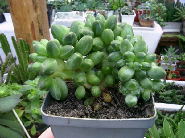Pachyphytum compactum f. cristata