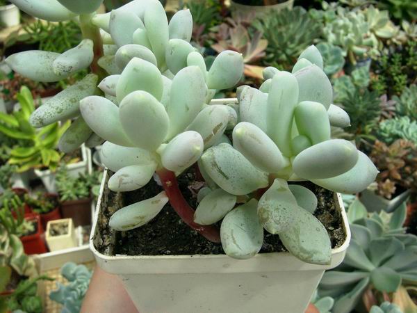 Pachyphytum glutinicaule