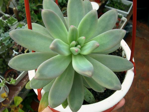 Pachyphytum longifolium