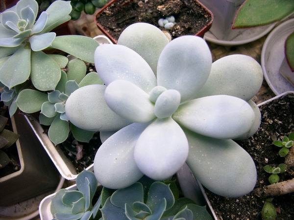 Pachyphytum oviferum