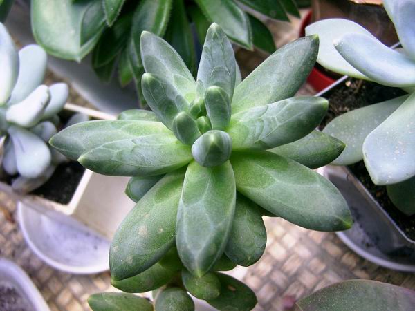 Pachyphytum werdermanii