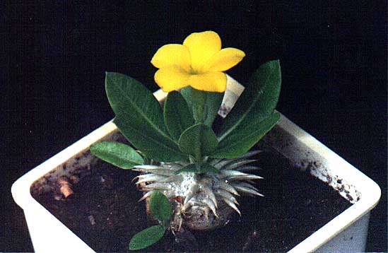 Pachypodium brevicaule