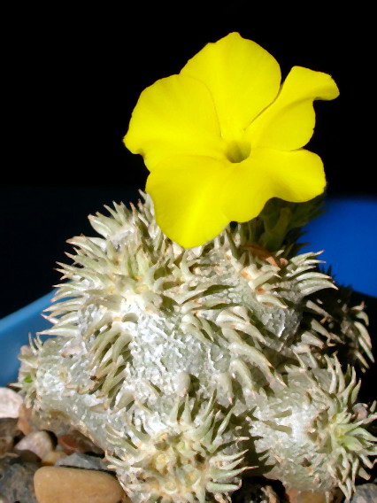 Pachypodium brevicaule
