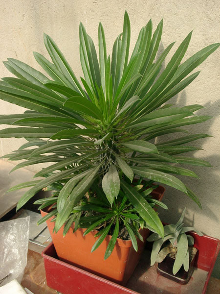 Pachypodium lamerei