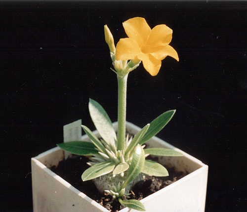 Pachypodium brevicaule