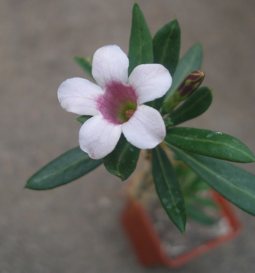 pachypodium bispinosum0
