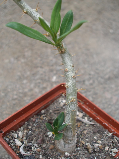 pachypodium bispinosum1