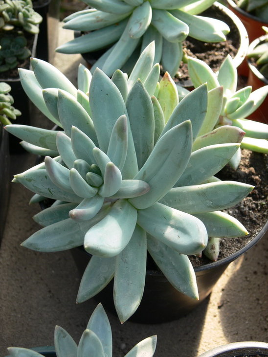 xPachyveria   Glauca