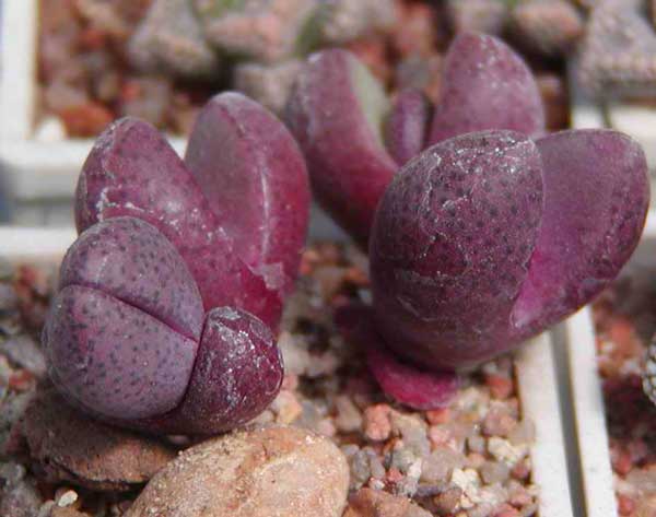 Pleiospilos nelii cv. 'Royal Flush'