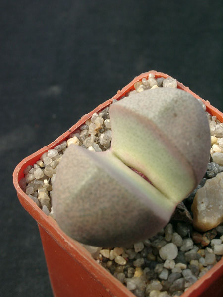 Pleiospilos nelii Royal Flesch