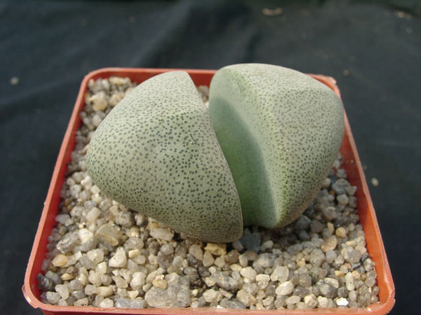 Pleiospilos neliii