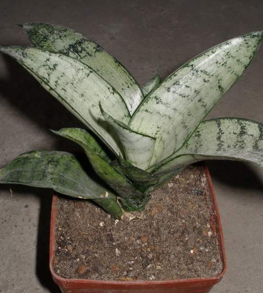 538px-Sansevieria trifasciata cv Silver Hahnii Iv