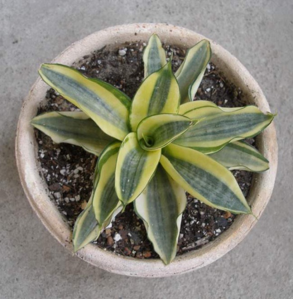 589px-Sansevieria trifasciata cv Golden Hahnii Iv