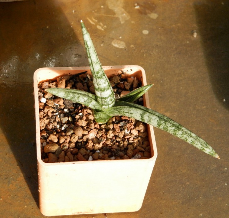 Sansevieria  Bonselensis