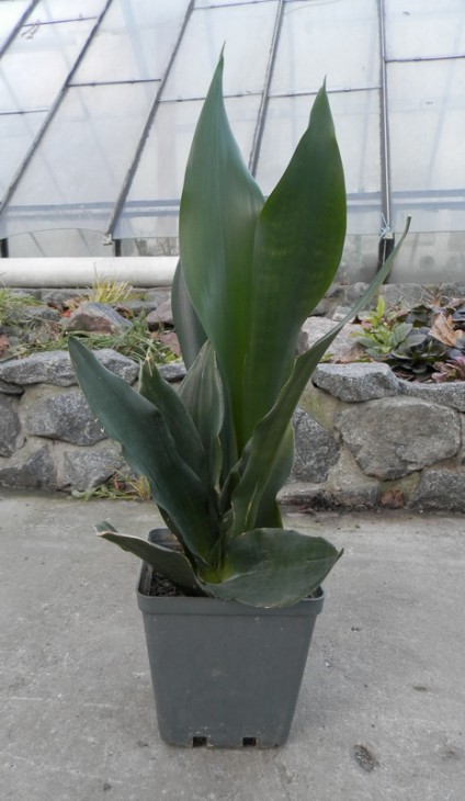 Sansevieria  cv Futura Black