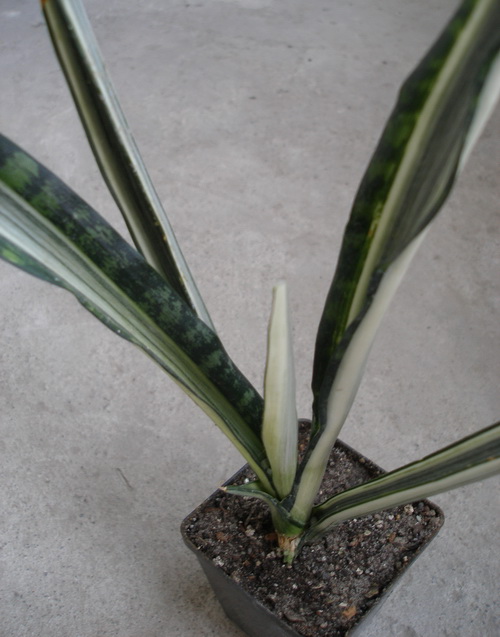 Sansevieria cv Bantel s Sensation Iv