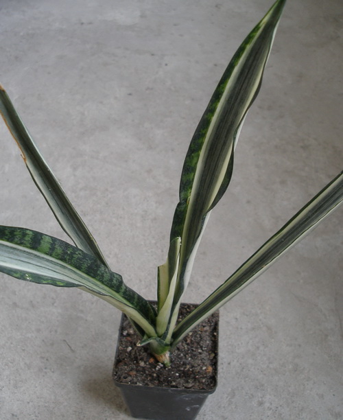Sansevieria cv Bantels Sensation