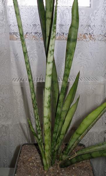 Sansevieria cv Silver Bush Silver Prince Iv