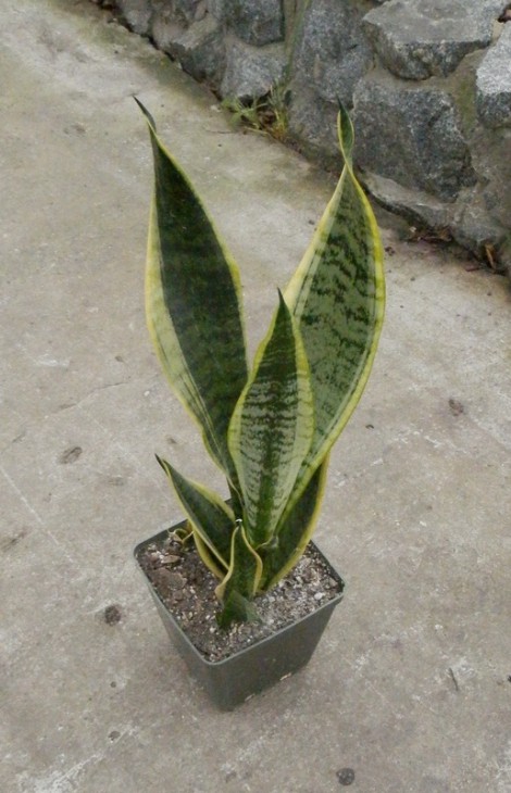 Sansevieria cv   Futura Superba