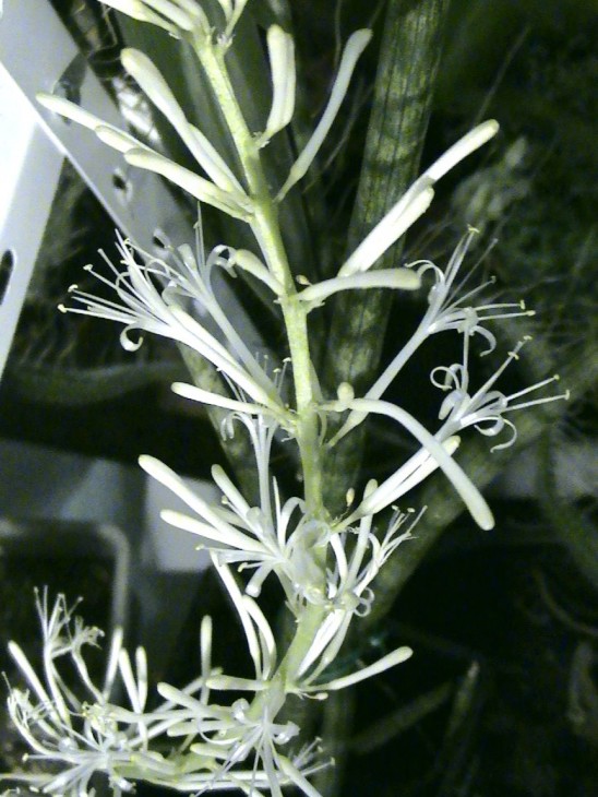 Sansevieria cylindrica