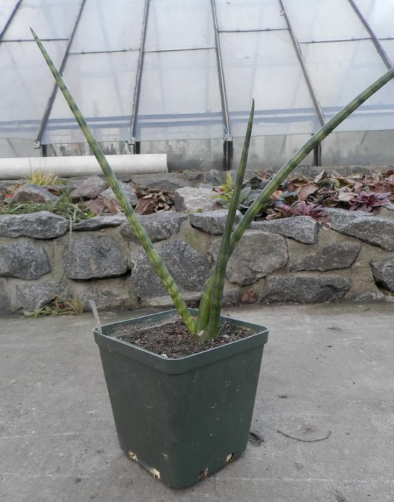Sansevieria cylindrica cv   Skyline