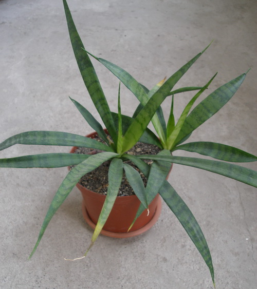 Sansevieria dooneri