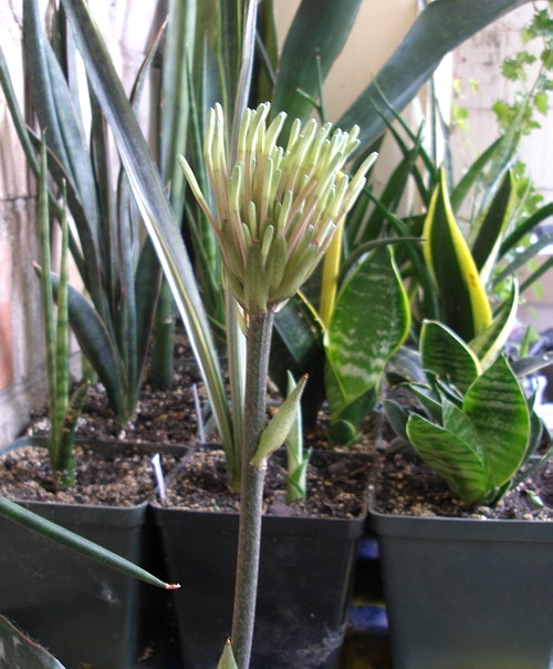 Sansevieria kirkii
