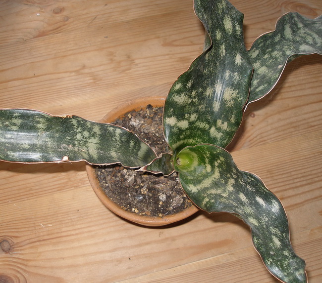 Sansevieria kirkii 3