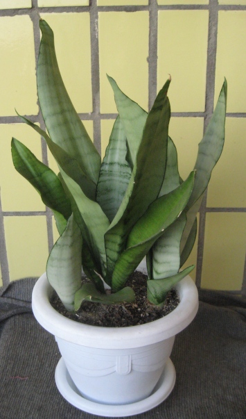 Sansevieria trifasciata cv. 'Moonshine'