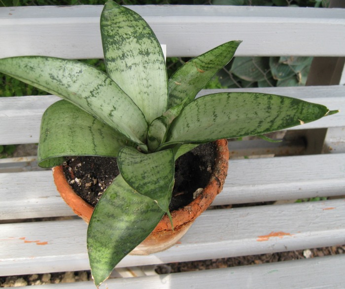 Sansevieria tr Silver Hahnii Lezova Khark  botsad