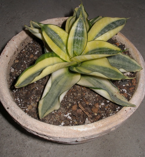 Sansevieria trifasciata cv Golden Hahnii
