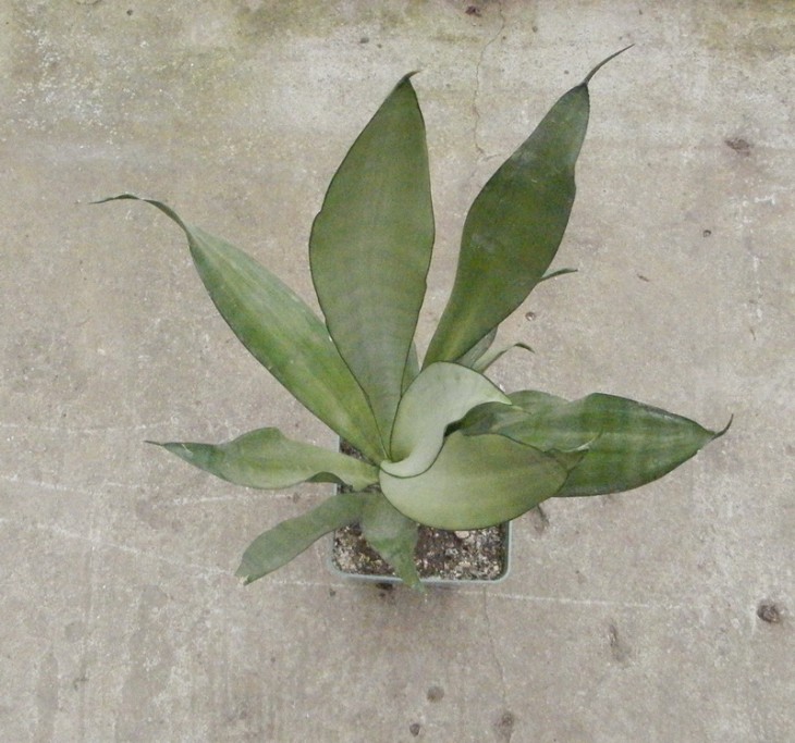 Sansevieria trifasciata cv Moonshine