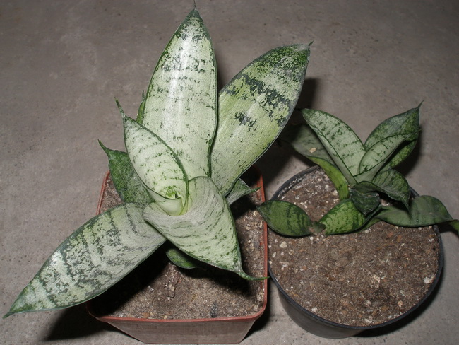 Sansevieria trifasciata cv Silver Hahnii2