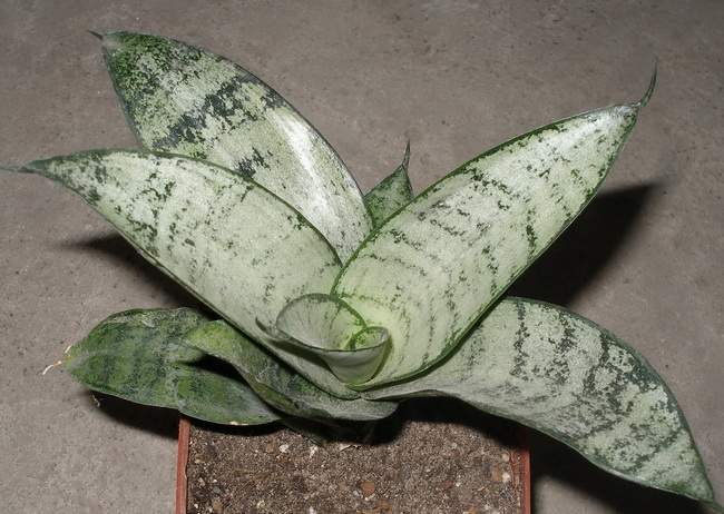 Sansevieria trifasciata cv Silver Hahnii 1Iv