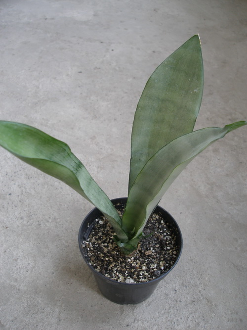 Sansevieria trifasciata cv Silver Moon1