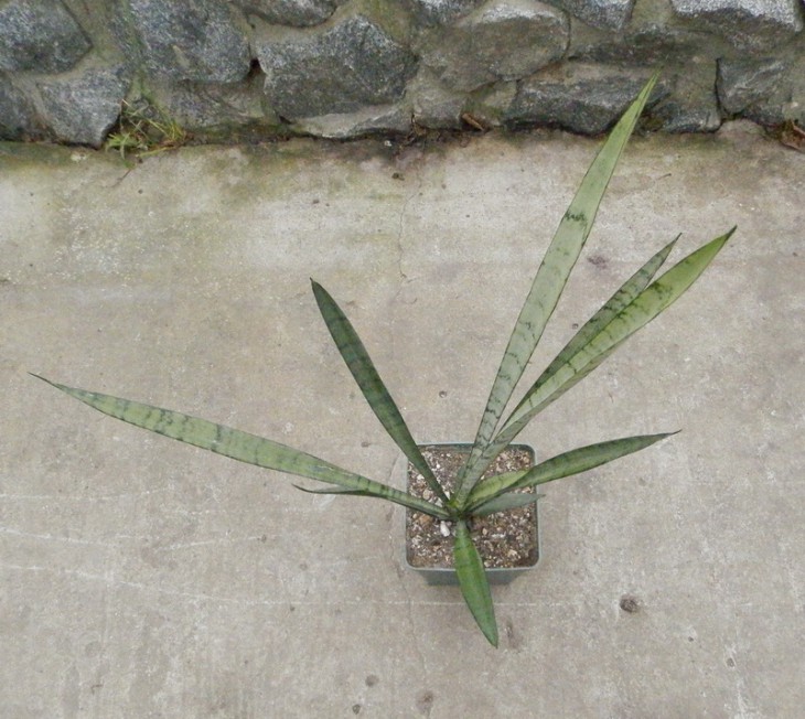 Sansevieria trifasciata cv Silver Princess