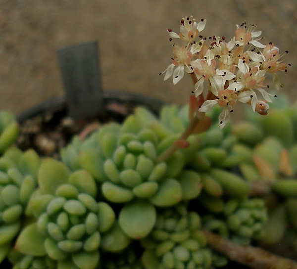 Sedum clavatum1