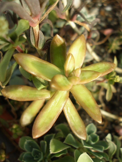 Sedum nussbaumerianum