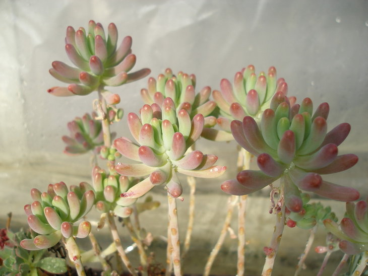 Sedum pachyphyllum