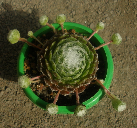 Sempervivum arahnoiseum