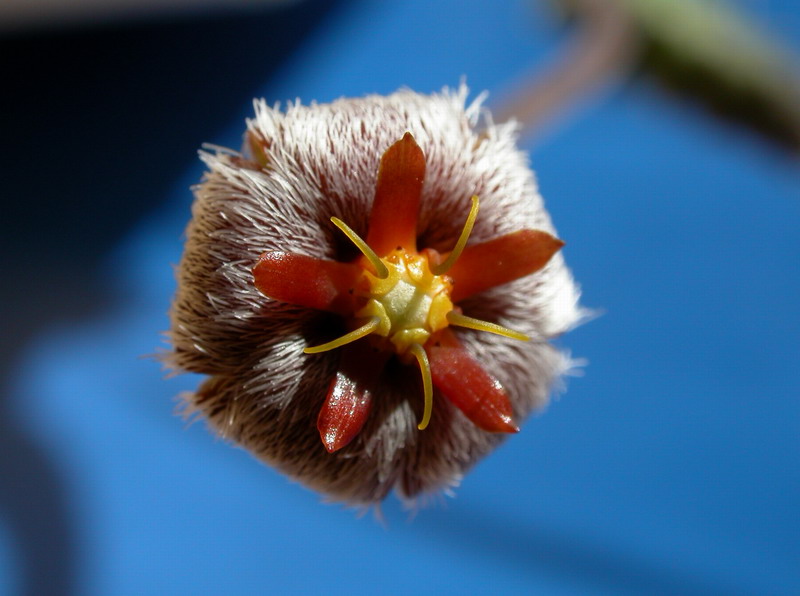 Stapelia erectiflora EA 865 ES 3631