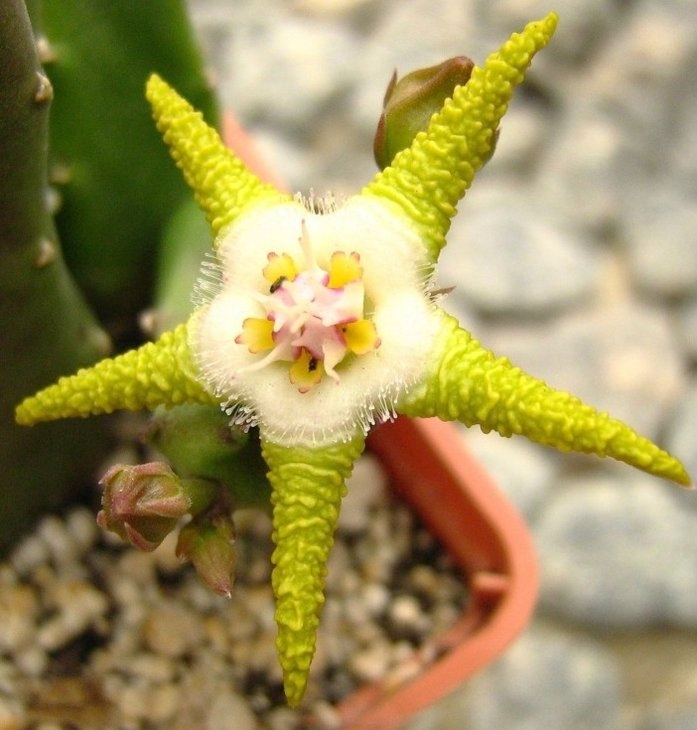 Stapelia flavopurpurea