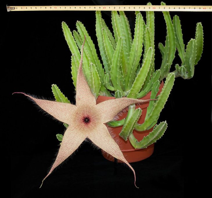 Stapelia gigantea