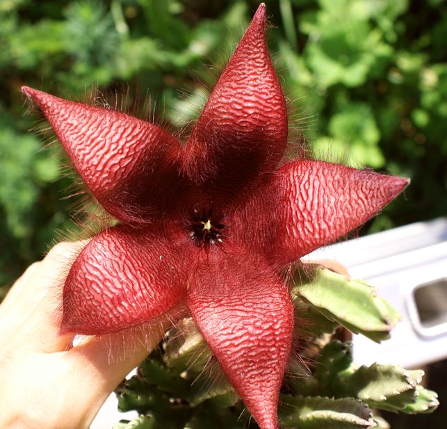 Stapelia sp  