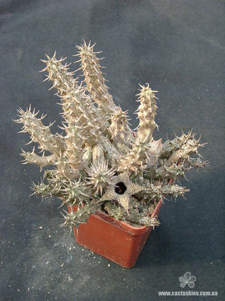 Stapelianthus decarii